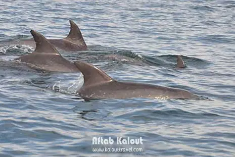 تور قشم از تهران