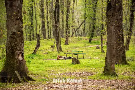 تور النگدره گرگان جنگل نوردی