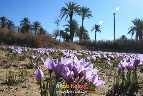 بازدید از مزارع زعفران در تور سافاری شرق ایران