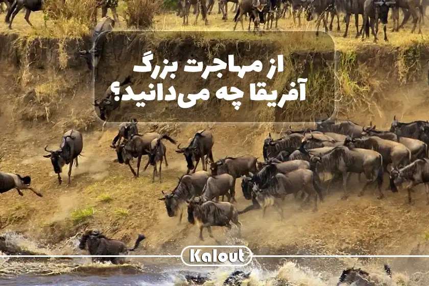 مهاجرت بزرگ حیوانات در آفریقا