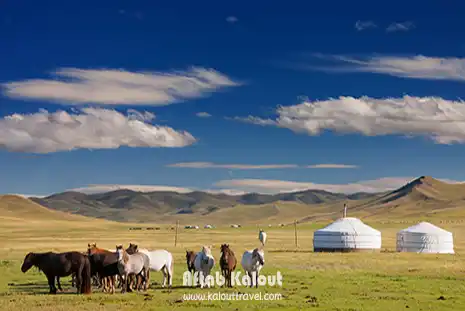گله اسب‌های وحشی در تور طبیعت مغولستان