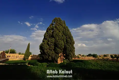 سرو ابرکوه یزد