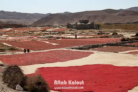 مزارع زرشک روستای افین