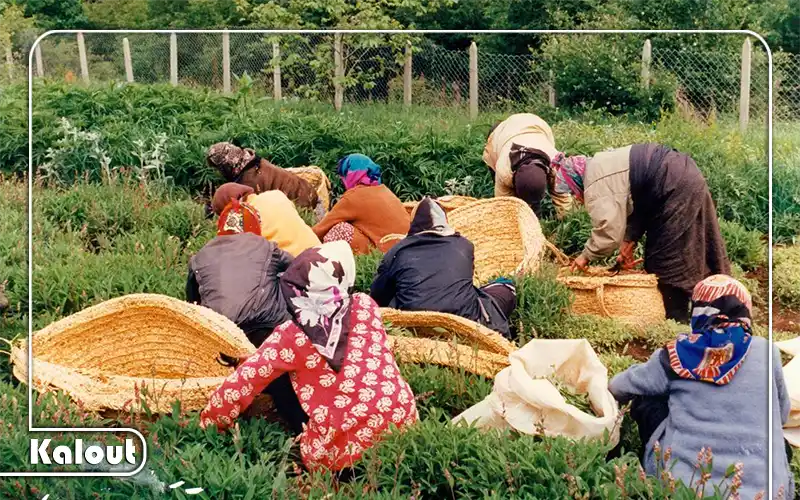 مزارع گیاهان دارویی روستای کندلوس