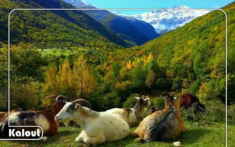 جنگل زانوس
