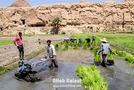 شالیزارهای ازمیغان