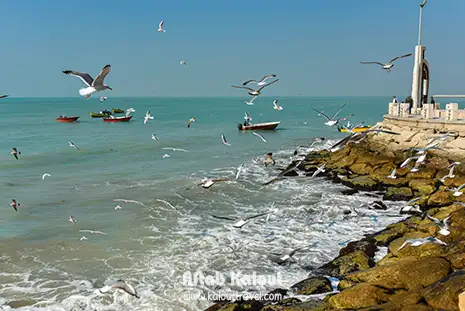 سواحل خلیج فارس در بوشهر