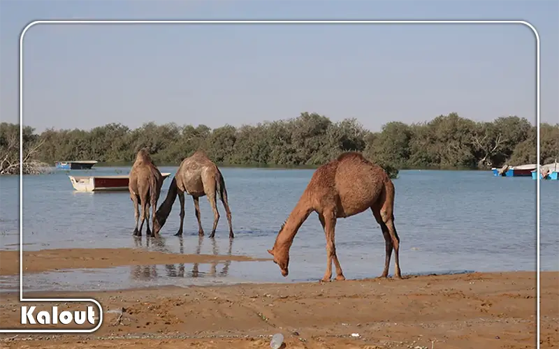 ساحل چابهار کجاست
